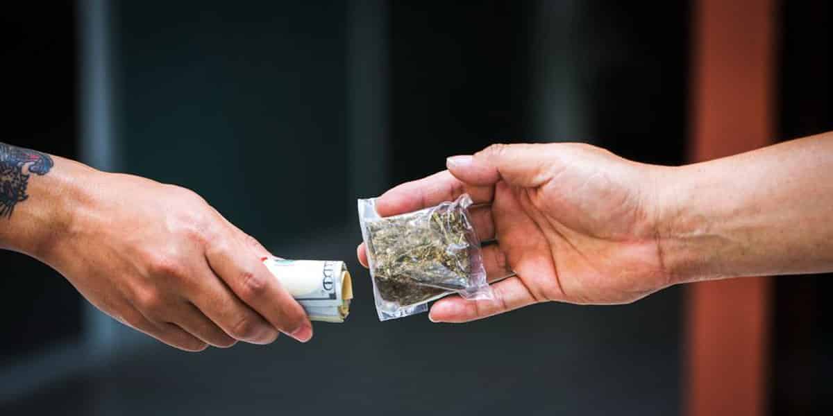 le marché noir du cannabis prospérera jusqu à ce que les petits producteurs et vendeurs soient inclus