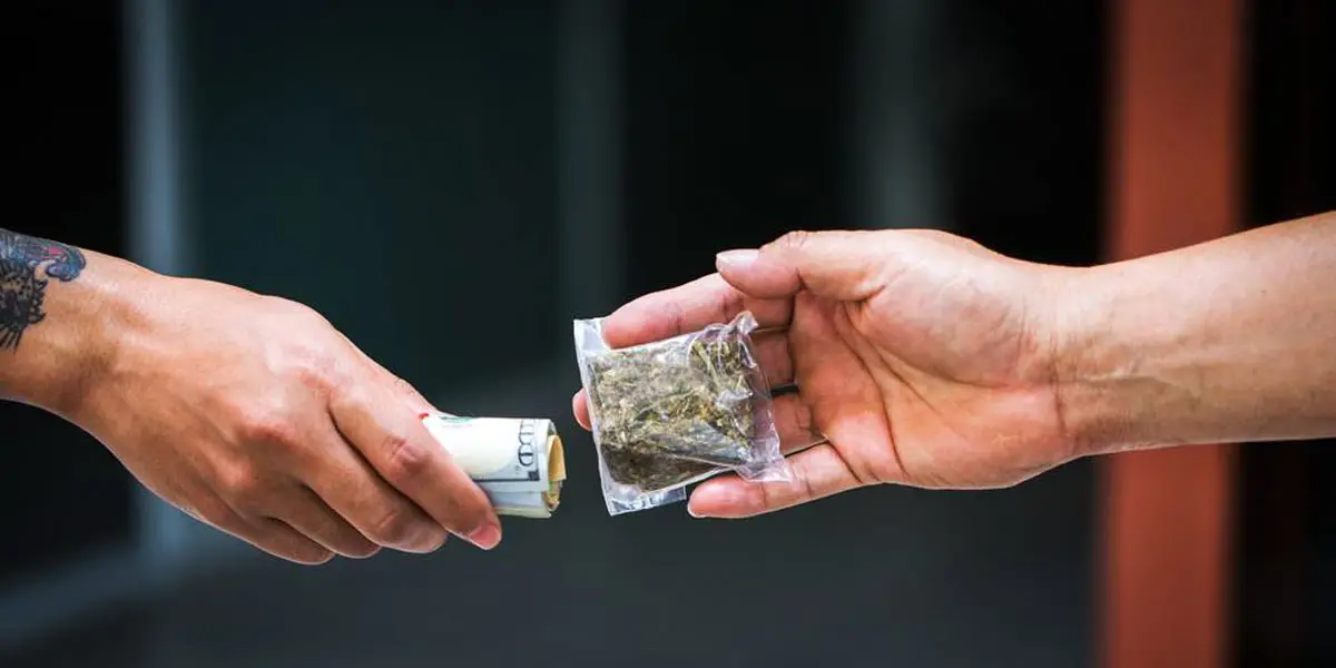 le marché noir du cannabis prospérera jusqu à ce que les petits producteurs et vendeurs soient inclus