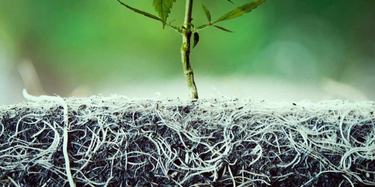 les 4 agents pathogènes nuisibles pour le cannabis 5