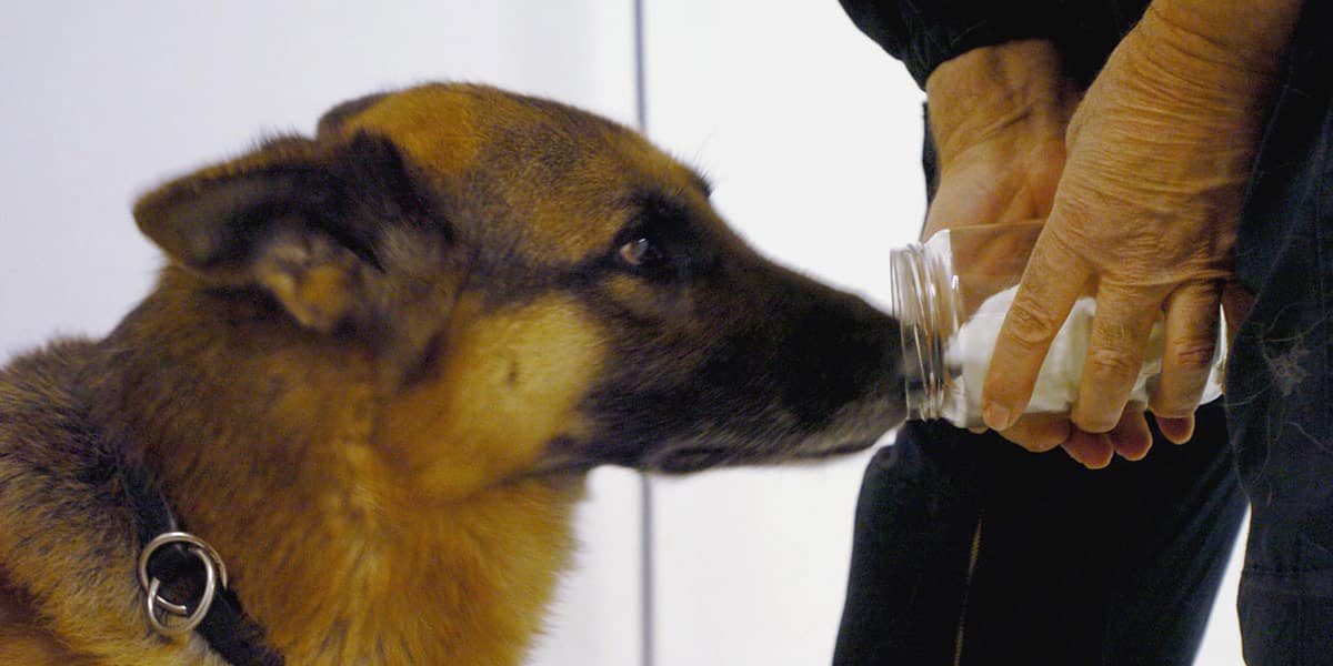 les chiens renifleurs 11