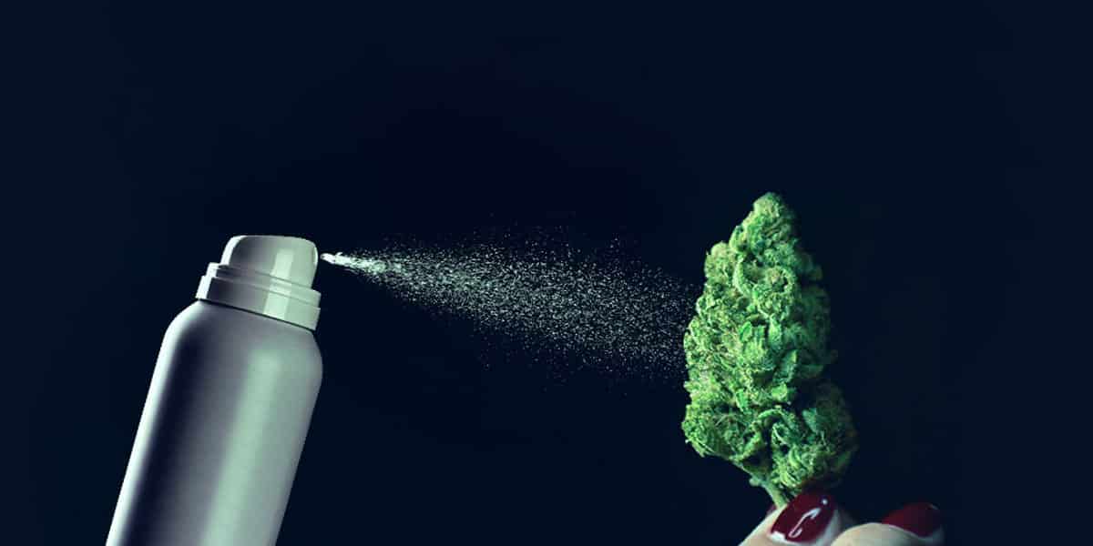 pulvérisation sur cannabis 18