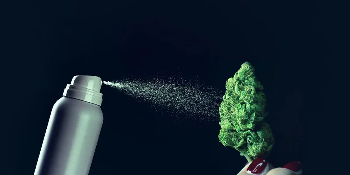 pulvérisation sur cannabis 18