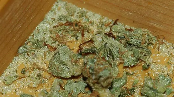 marijuana melangee