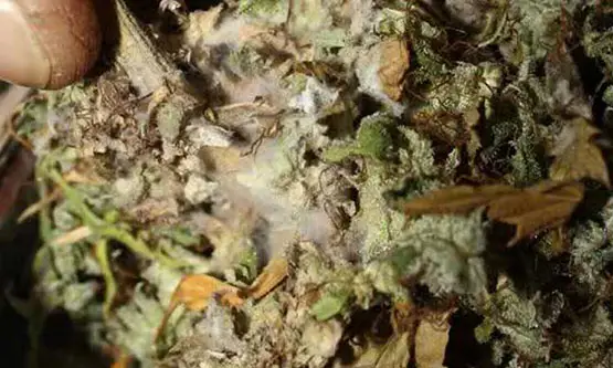 marijuana melangee