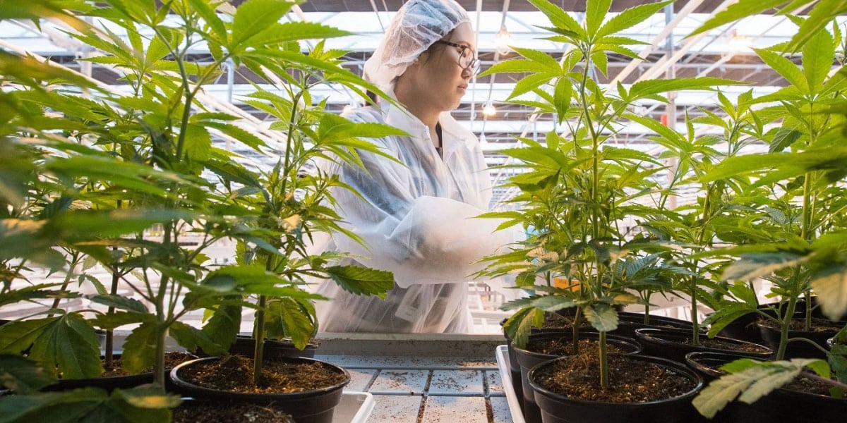 des graines en provenance d asie pour le marché médical 6