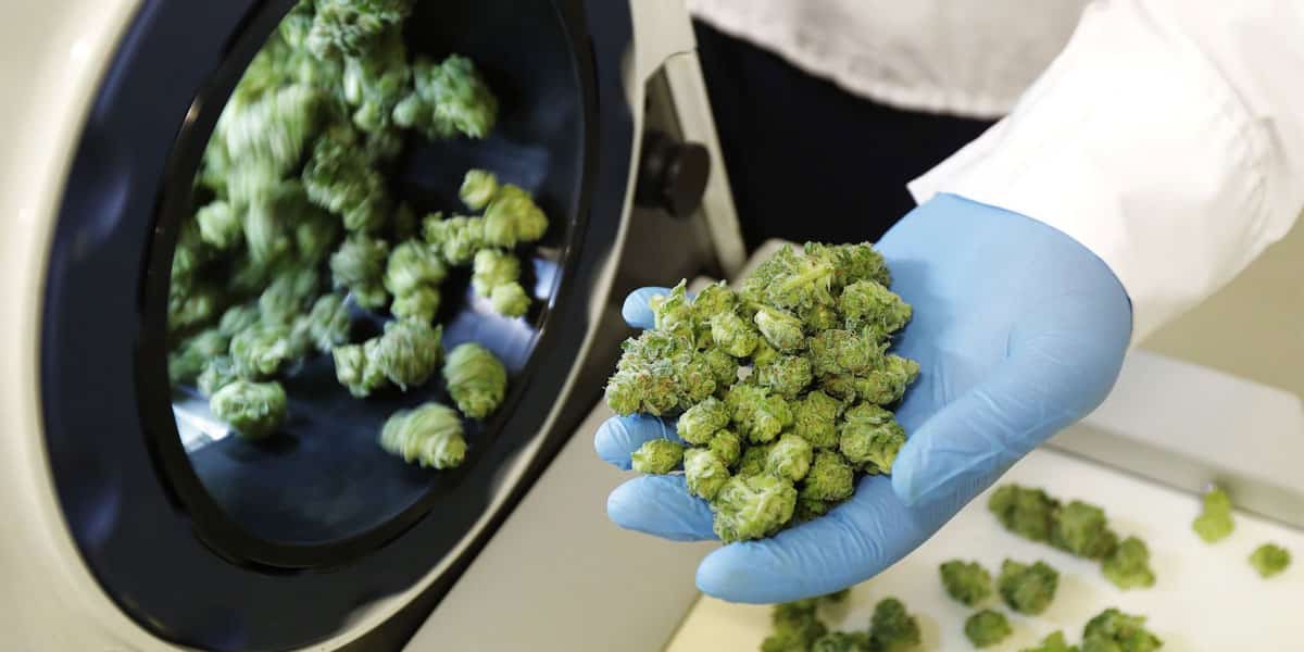 hausse des revenus trimestriels d aurora cannabis de 260