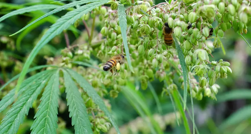 les champs de chanvre offrent une source de pollen pour les abeilles stressées 1
