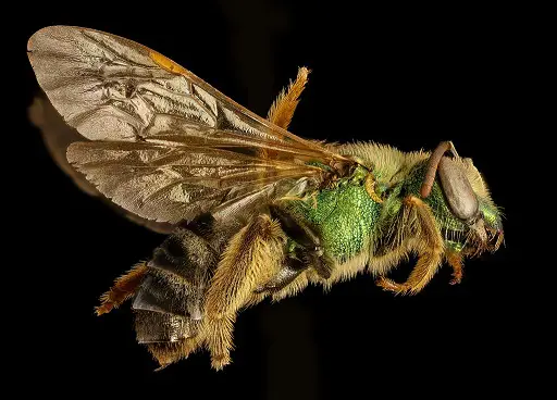 Photographié par Amanda Robinson. Photo par USGS PWRC. abeilles champs