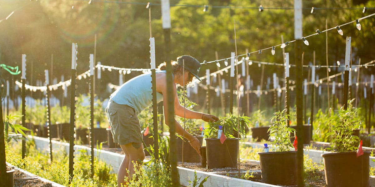 les phantom farms une fenêtre sur un avenir durable