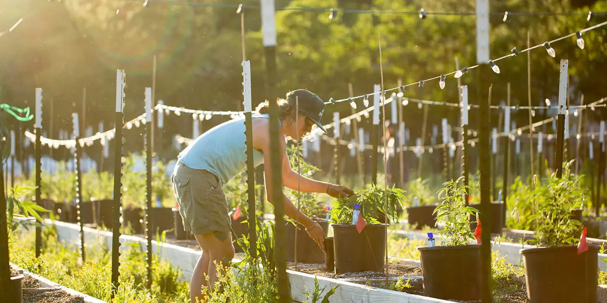 les phantom farms une fenêtre sur un avenir durable