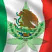 mexique la cour suprême annule la condamnation de consommateur de cannabis