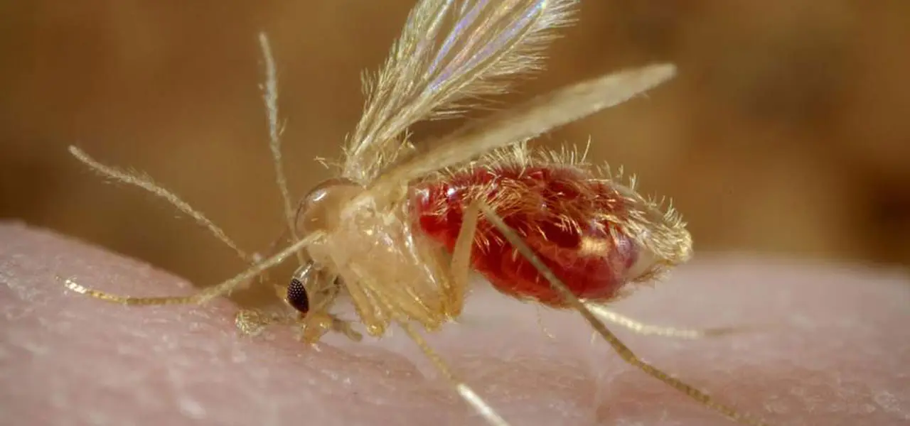 une mouche attirée fortement par les sativa