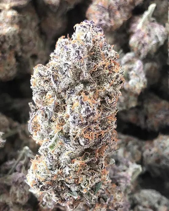 taux thc