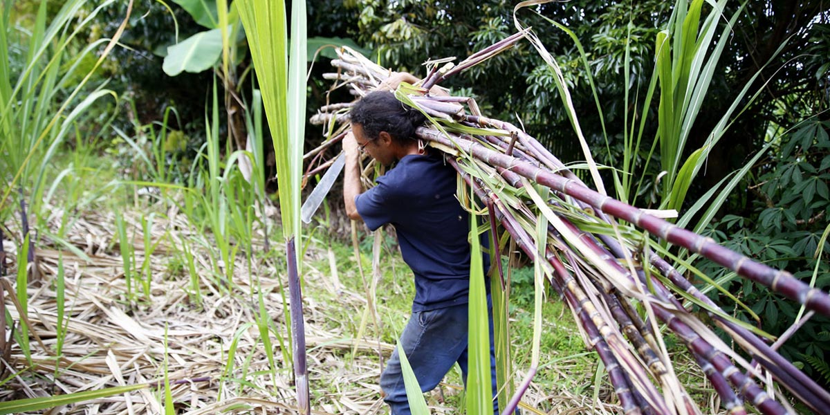 Planteurs Reunion Zamal