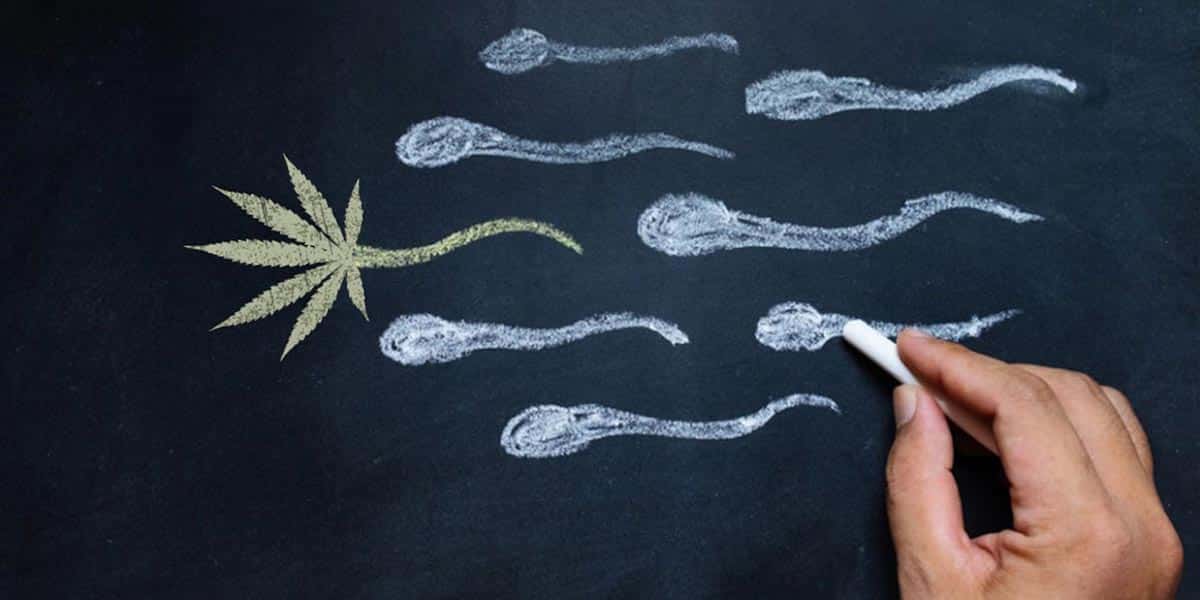 Sperme cannabis