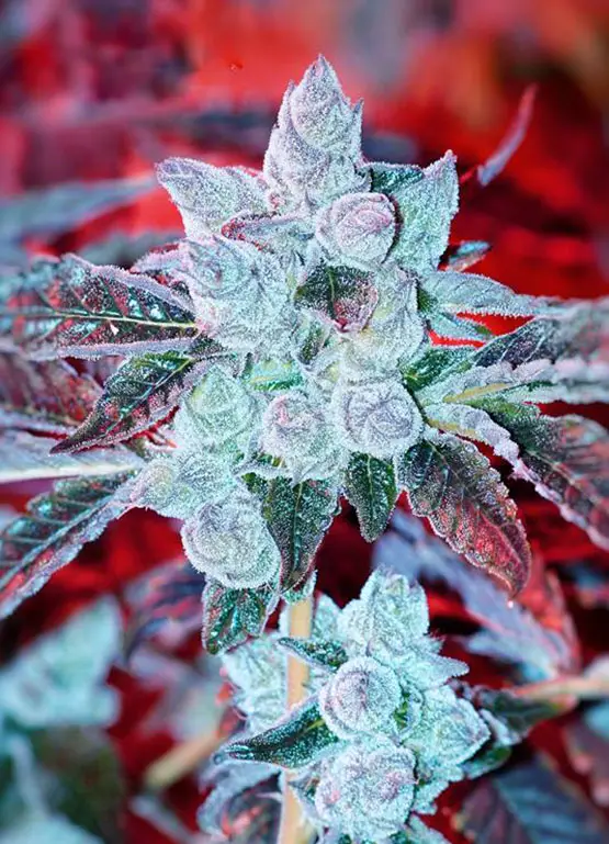 taux thc