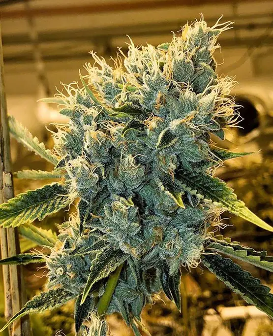 taux thc