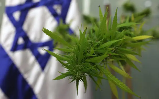 cannabis medical