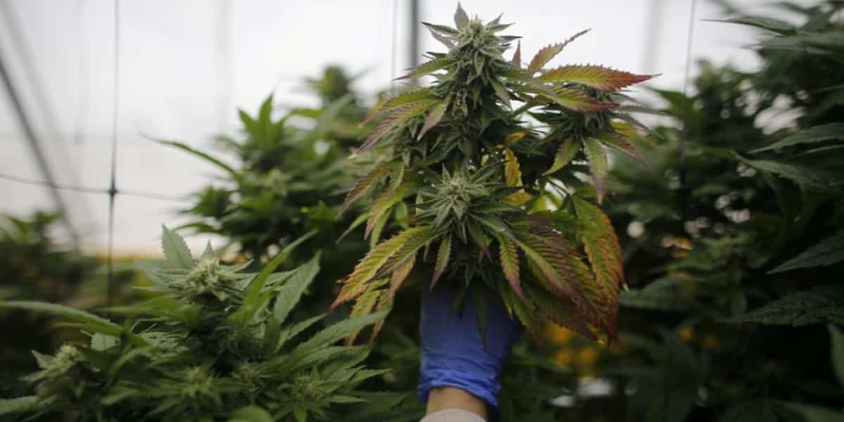 exportation du cannabis médical Israélien