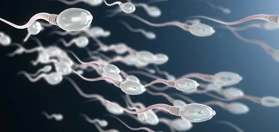 marijuana fertility male marijuana fertility male nouvelle etude