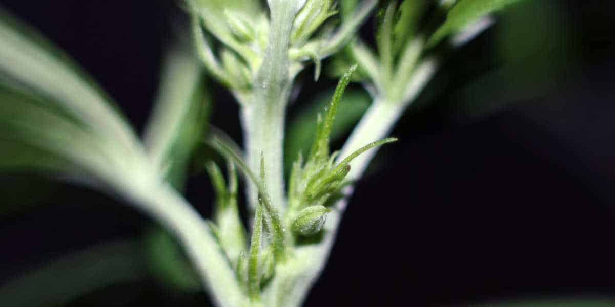 quel sont les avantages des plants mâles 1