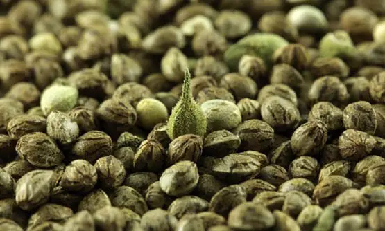 quel sont les avantages des plants mâles 2 plants males
