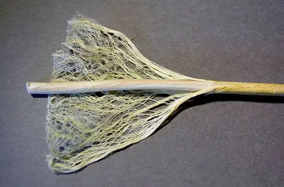 quel sont les avantages des plants mâles 5 plants males