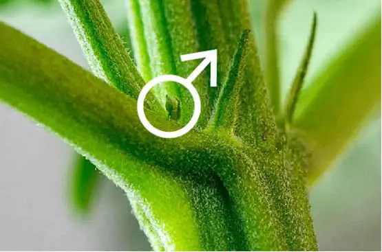 quel sont les avantages des plants mâles 6 plants males