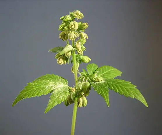 quel sont les avantages des plants mâles 7 plants males