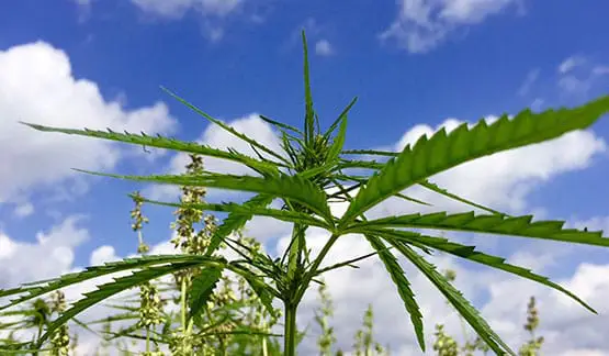 quel sont les avantages des plants mâles 8 plants males