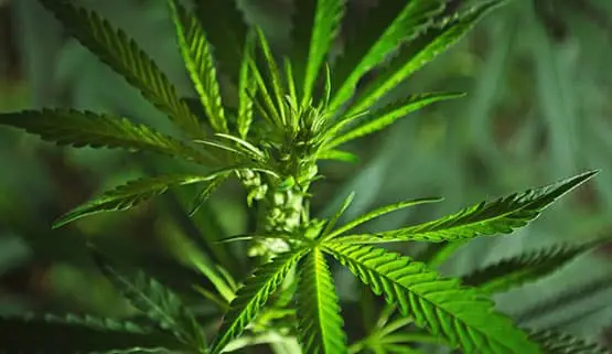 quel sont les avantages des plants mâles 9 plants males