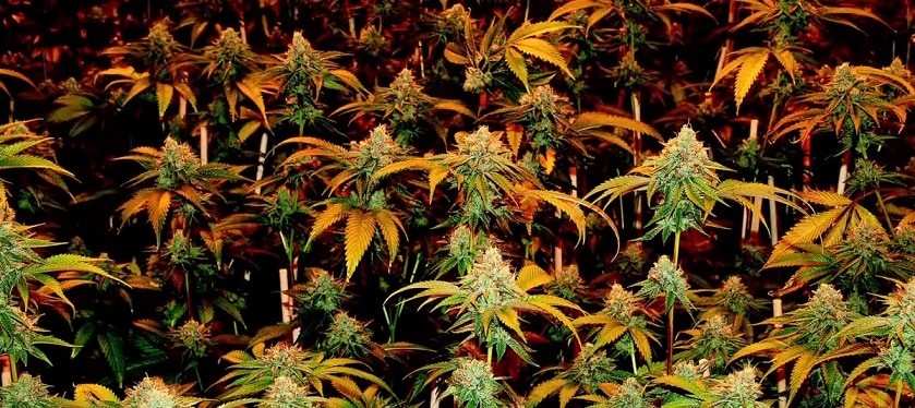 top des 10 meilleurs souches