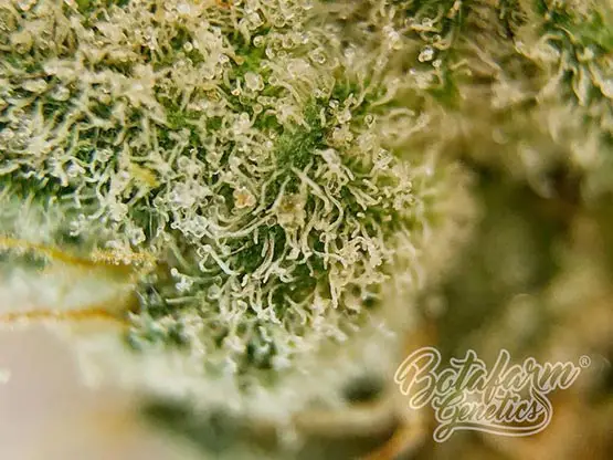 taux thc