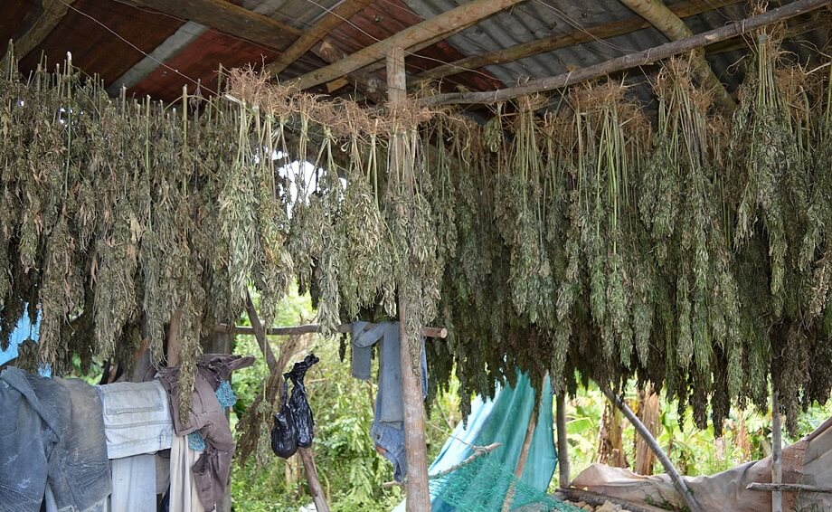 Cannabis Ganja Farm wikiped