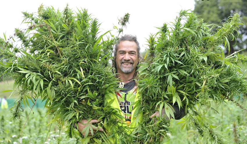 Hemp nouvelle zelande