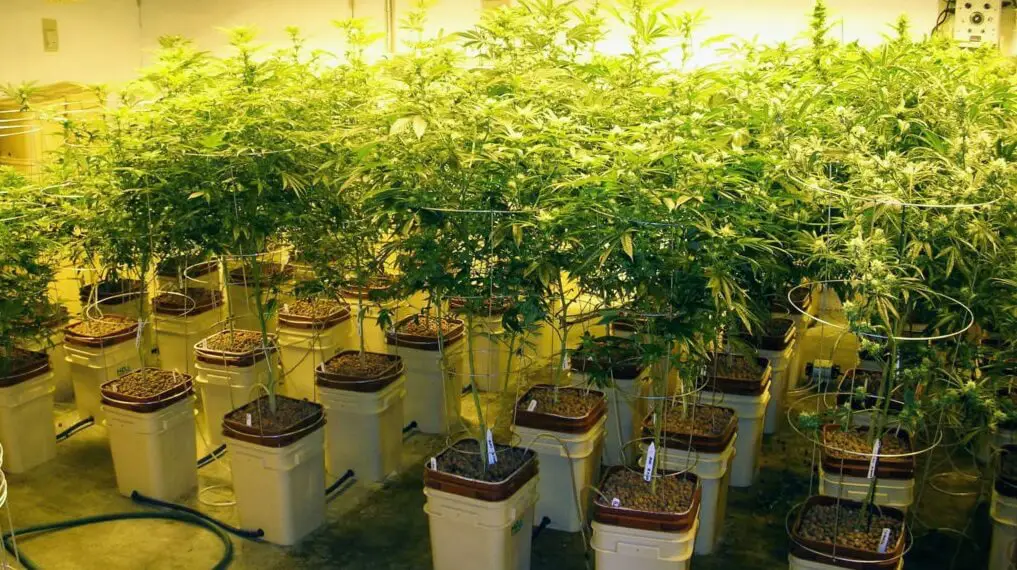Hydroponic system DWC 1