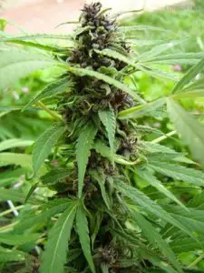 Sinsemilia cannabis base