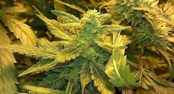 banana kush 2 taux thc