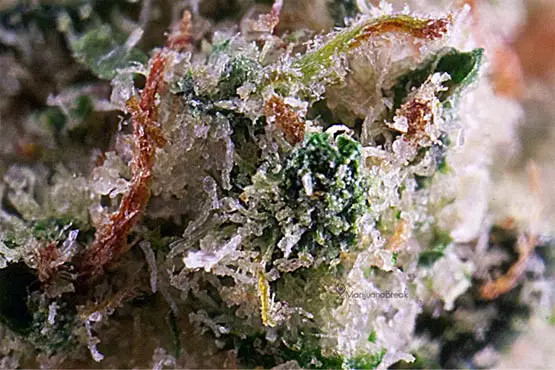 banana kush 3 taux thc
