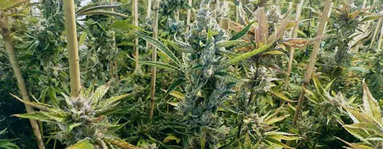 banana kush 4 taux thc