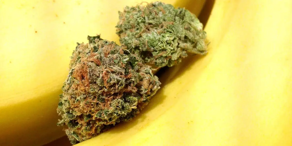 banana kush 5