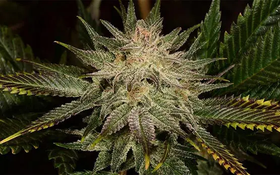 banana kush 6 taux thc