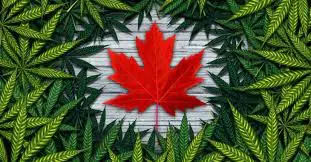 cannabis work