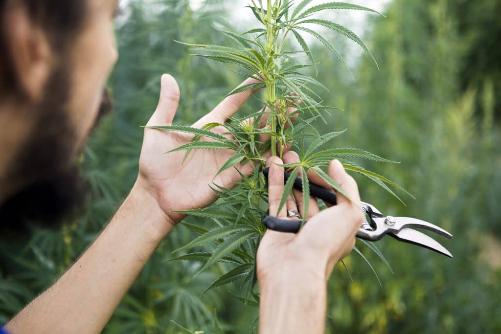 cannabis formation cannada