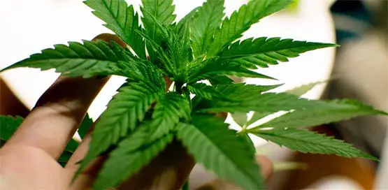 chanvre à la mode cbd derive