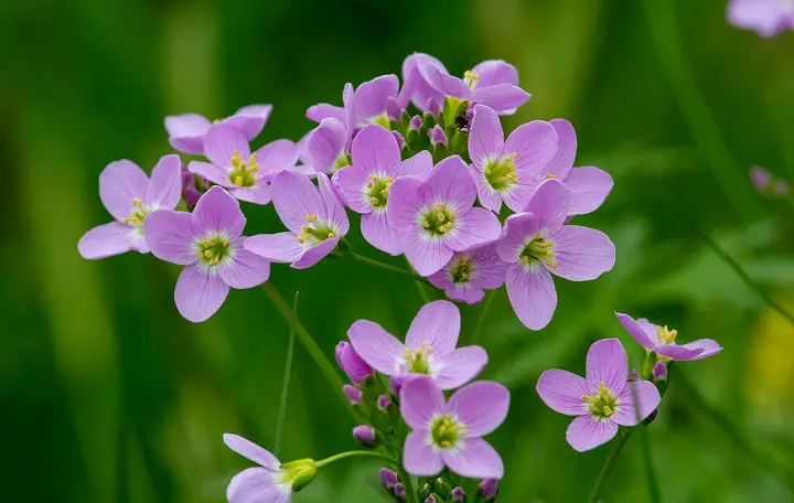 plantes medicinales