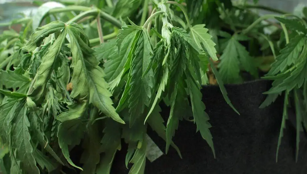 sur arosage de cannabis 1