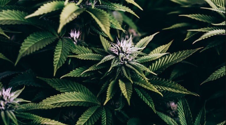 weed sans microscope