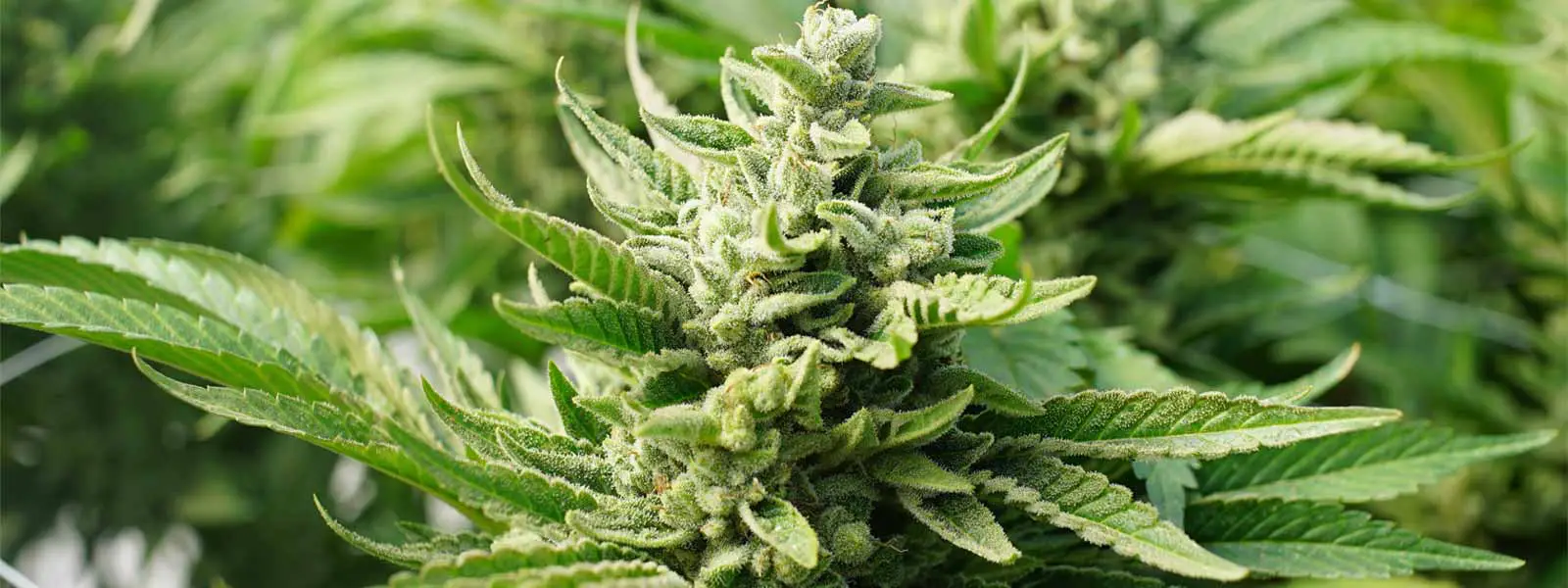 white widow feminized