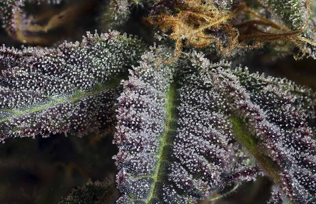 cannabinoide thcv cbdv cbg